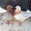 PIGEON TEXAN thumb 1