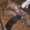 Chiots jeunes mâles et femelles pleins d'énergie thumb 5