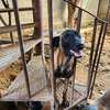 Berger belge malinois thumb 0