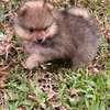 Pomeranien thumb 7