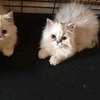 CHATONS PERSANS CHINCHILLAS PURS thumb 7