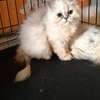 CHATONS PERSANS CHINCHILLAS PURS thumb 5