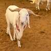 Mouton de tabaski de qualite thumb 13