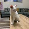 2 chats males blancs de 6 mois thumb 2