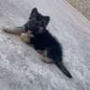 Berger Allemand chiot noir et feu thumb 10