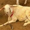 Mouton de tabaski de qualite thumb 7