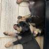 Chiot Rottweiler à vendre thumb 3
