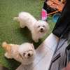 Bichon adulte thumb 4