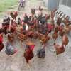 Poussins et œufs fertiles poulet goliath thumb 2