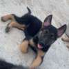 Berger Allemand chiot noir et feu thumb 3