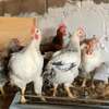 Vente poulet Goliath(poulet local). thumb 0