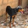 Couple doberman thumb 4