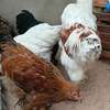 Couple. Poule bramah thumb 4