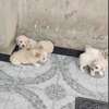 Vend chiots bichon maltais thumb 1