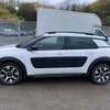 C4 Cactus thumb 0