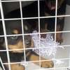 VENTE DE COUPLE CHIOTS ROTTWEILER thumb 6