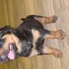 Chiot Rottweiler à vendre thumb 1