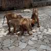 Rhodesian Ridgeback x malinois thumb 3