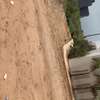 4500 m² à vendre à Saly center à Mbour sur la petite côte thumb 5