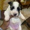 Bichon malté thumb 1