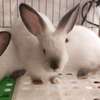 Couple Lapereaux lapin californien thumb 0