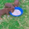Doberman chiot noir et feu vacciné et vermifugé thumb 2