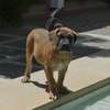 vente chiots boerboels thumb 5