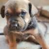 Chiot boerbull thumb 2