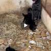 Chiots bergers hollandais thumb 1