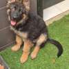 Berger Allemand poil long thumb 2
