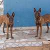 Couple Berger Malinois thumb 1