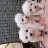 Bichon maltes thumb 6