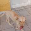 Labrador pure race thumb 0