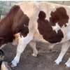 Geniteur holstein rouge. thumb 0