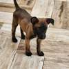 À vendre – Chiots Bergers Belges Malinois pure race 🐾 thumb 6