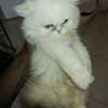 CHATONS PERSANS CHINCHILLAS PURS thumb 6
