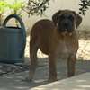 vente chiots boerboels thumb 4