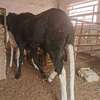 Vente Flash mouton Tabaski thumb 2