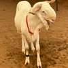 Mouton de tabaski de qualite thumb 4