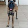 Mâle Berger Malinois thumb 1