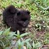 Pomeranien thumb 7