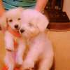 Bichon havanais pur race très blanc thumb 1