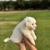 Bichon maltais thumb 10
