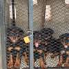 Chiot Rotweiller mâle et femelle thumb 1