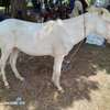 Cheval Mbëy albinos thumb 0