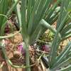 Champ Agricole à vendre à Keur Magueye Ndao thumb 6