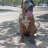 Femelle Presa Canario thumb 3