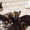 Chiot berger allemand thumb 0