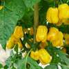 VENTE DIRECT PRODUCTEUR PIMENT POIVRON MANGUE BISSAP TOMATE thumb 0