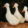 Oiseaux thumb 4